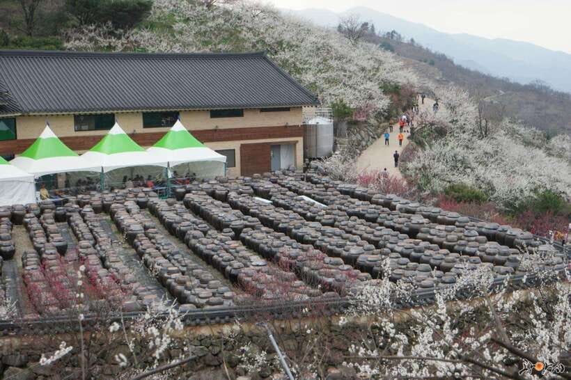 From Seoul: Korea Spring Cherry Blossom Day Tour - Donghaksa Temple framed by cherry blossoms