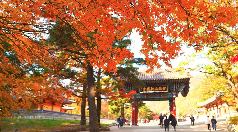 From Seoul: Seoraksan Mountain with Cable Car- Shuttle Bus - Sinheungsa Temple and the 14-meter Buddha