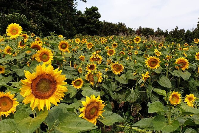 Full Day 12 hours whole Jeju Island private flexible tour - What the scenery and heritage stops can offer