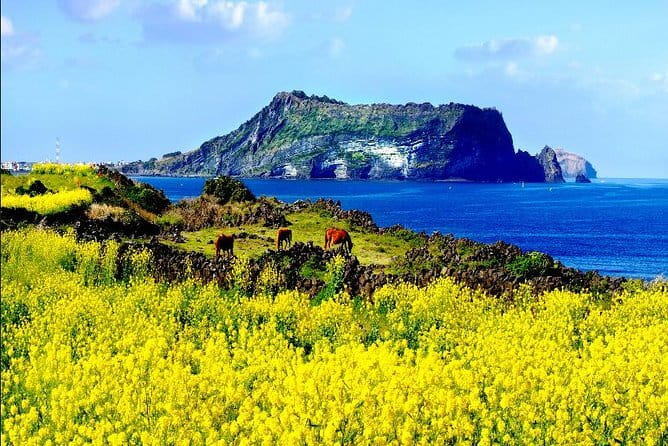 Full-day Customizable Private Jeju Island Tour - The Alive Museum brings a change of pace