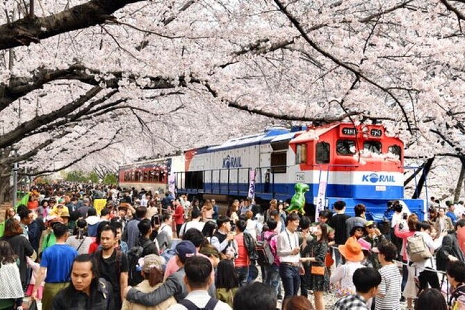 Full-Day Jinhae Cherry Blossom festival Private tour - Key points at a glance