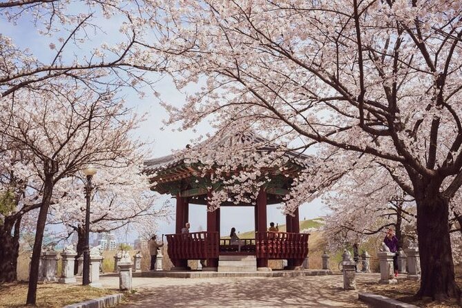 Full-Day Jinhae Cherry Blossom festival Private tour - The Naval Academy during festival season