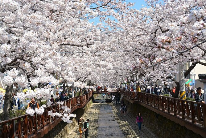 Full-Day Jinhae Cherry Blossom festival Private tour - Yeojwacheon Stream, Jinhae’s most photogenic walk