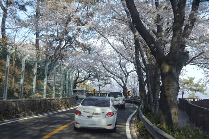 Full-Day Jinhae Cherry Blossom festival Private tour - Jangboksan Sculpture Park at the edge of Jinhae