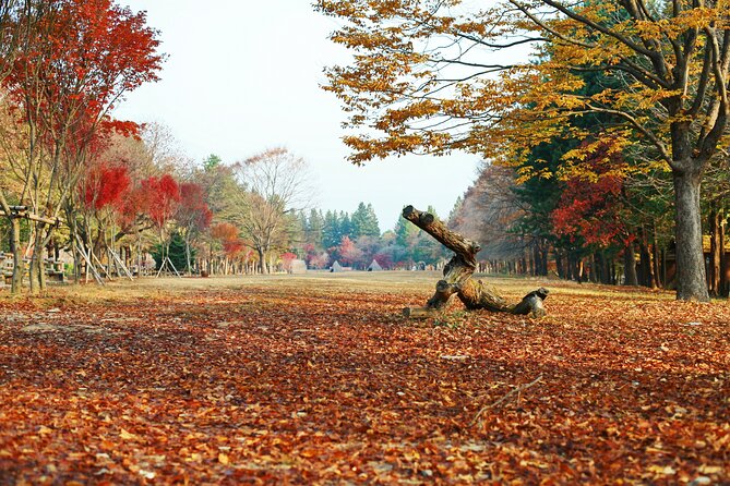 Full Day Private Tour Nami Island, Garden & Petite France - Starting at the Garden of Morning Calm