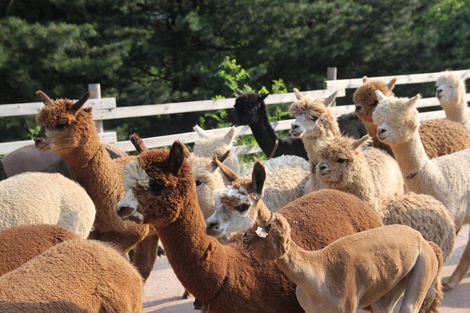 Full-Day Tour in Mt. Seorak & Nami (+Rail Bike Option) - The guide can shape the whole day