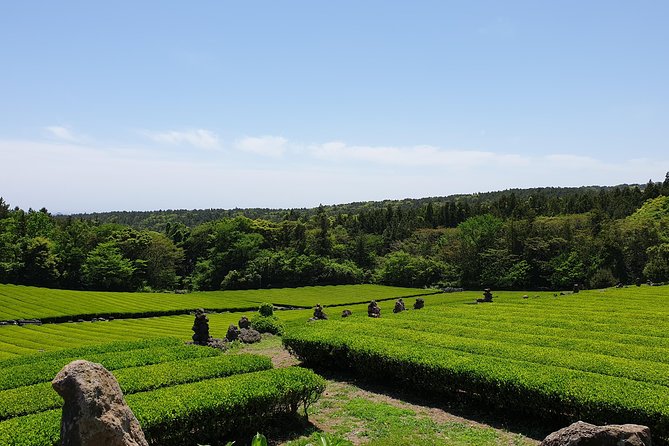 Fully Customizable Private Tour of Jeju Island - Haenyeo culture and the island’s living traditions