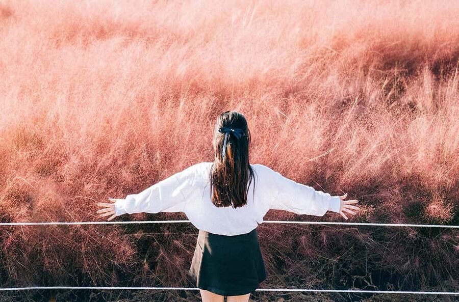 Jeju: 2026 Autumn Tour with Pink Muhly Festival Hotel Pickup - Key points at a glance