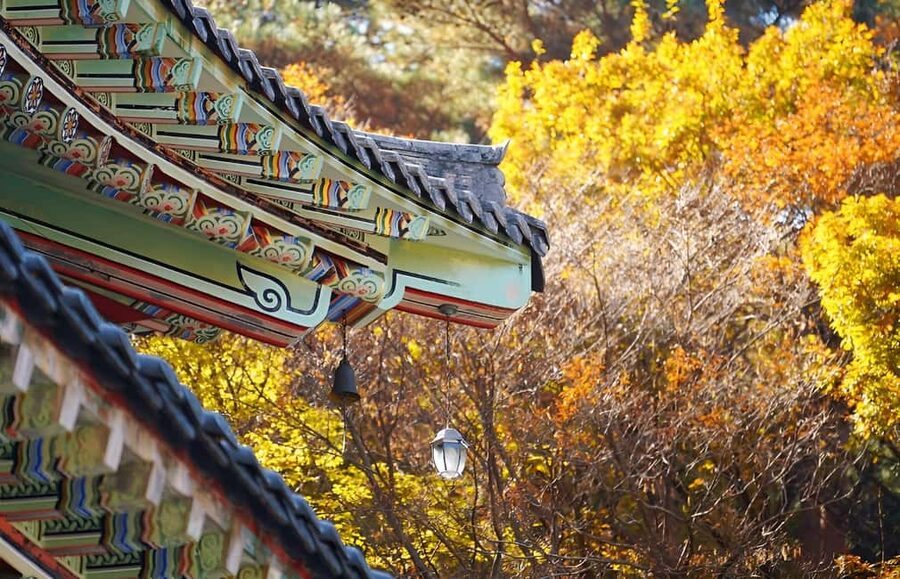 Jeju: 2026 Autumn Tour with Pink Muhly Festival Hotel Pickup - Why autumn makes this Jeju day special