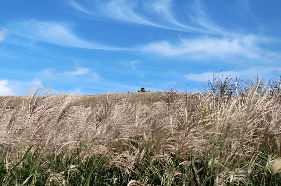 Jeju: 2026 Autumn Tour with Pink Muhly Festival Hotel Pickup - Sangumburi’s crater and fields of silver grass
