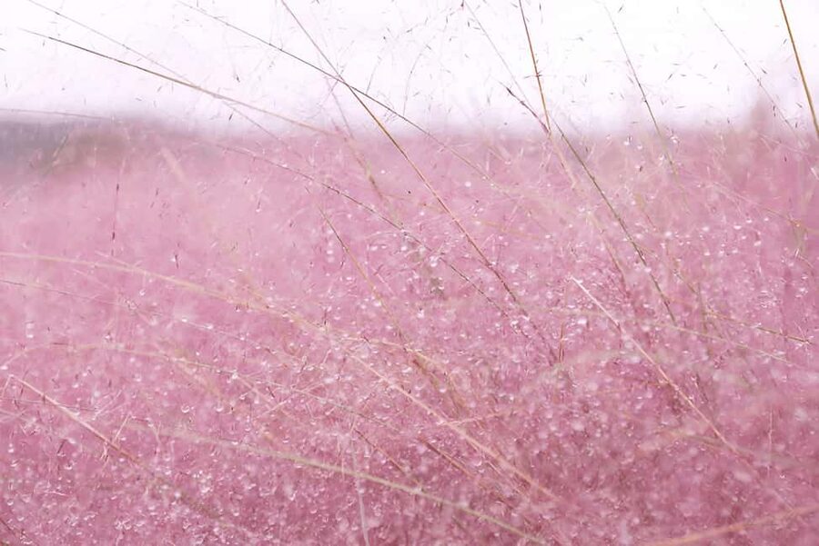 Jeju: 2026 Autumn Tour with Pink Muhly Festival Hotel Pickup - Hueree’s pink muhly and autumn flowers