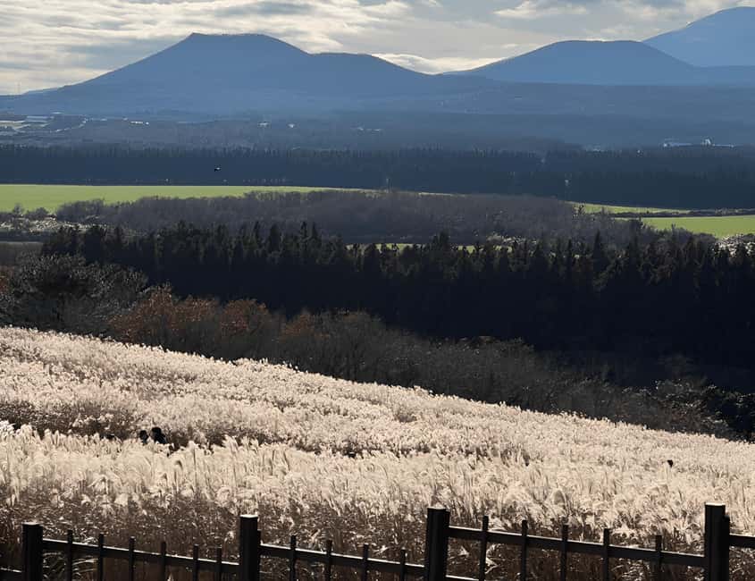 Jeju: 2026 Autumn Tour with Pink Muhly Festival Hotel Pickup - Ilchul Land and Micheon Cave