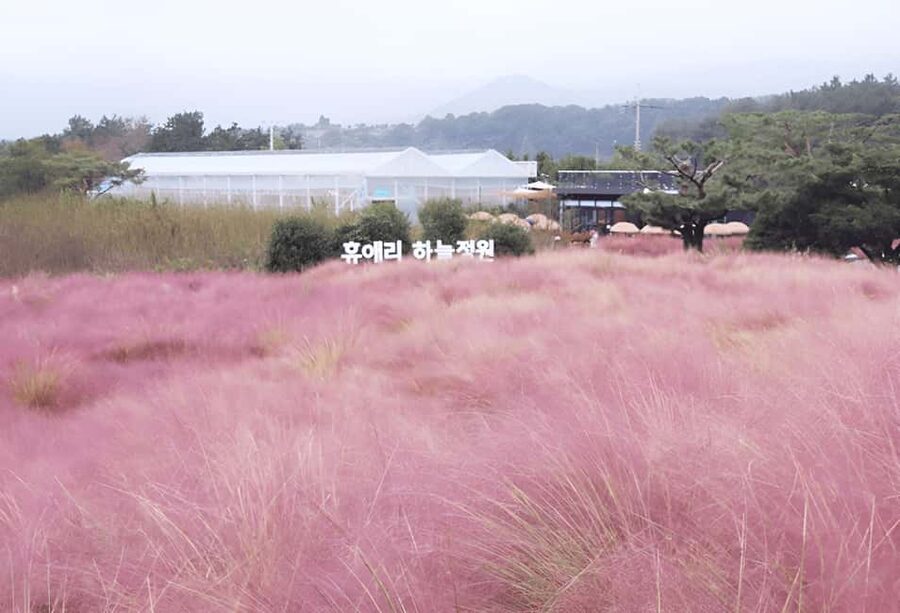 Jeju: 2026 Autumn Tour with Pink Muhly Festival Hotel Pickup - What the $90 price really covers