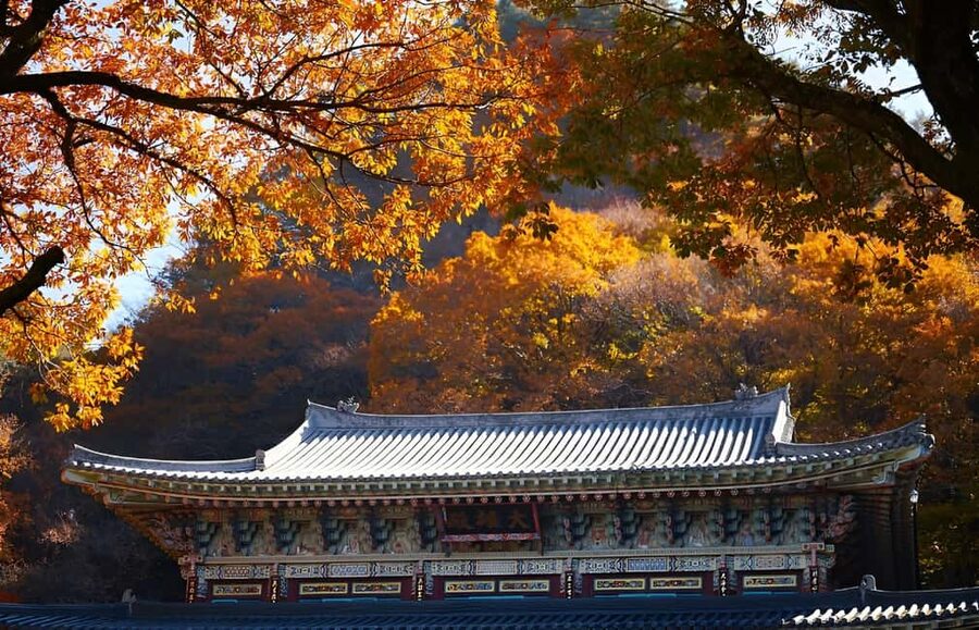 Jeju: 2026 Autumn Tour with Pink Muhly Festival Hotel Pickup - Small-group comfort and guide quality