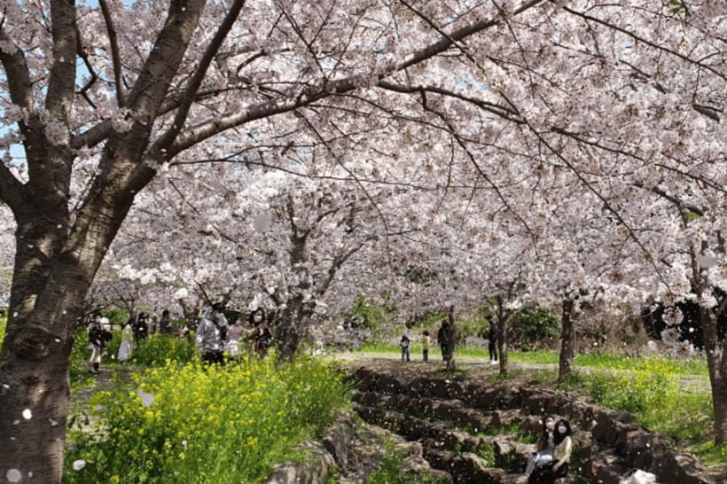Jeju: Cherry Blossom South & West Day Tour with Hotel Pickup - Lunch is convenient, but keep expectations practical