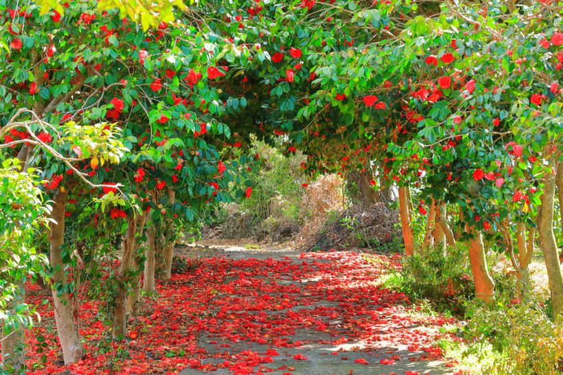 Jeju: Cherry Blossom South & West Day Tour with Hotel Pickup - Yerae Eco Park is the cherry blossom heart of the route