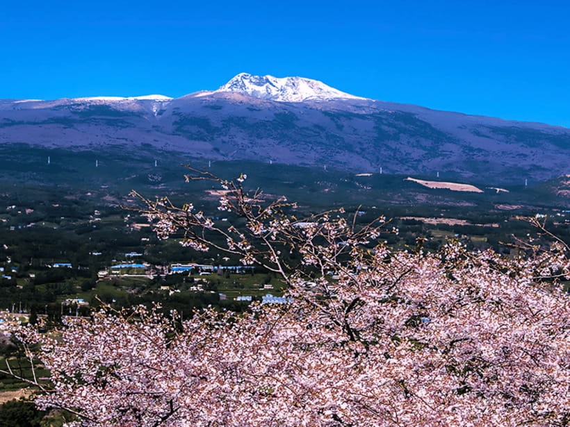 Jeju: Cherry Blossom South & West Day Tour with Hotel Pickup - O’sulloc Green Tea Museum finishes the western circuit