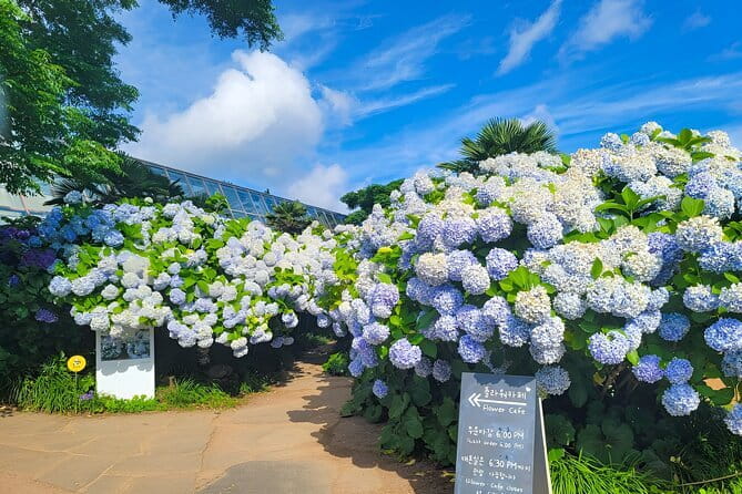 Jeju Day Tour for Cruise Guests - What happens if the ship arrives late