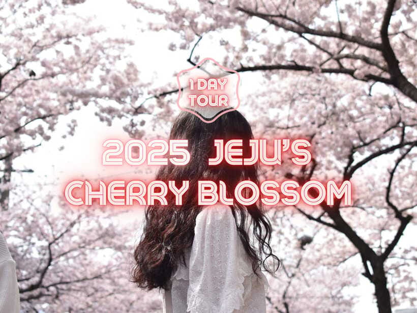Jeju East: Cherry Blossom Early Bird Tour with Hotel Pickup - Key points to know before booking