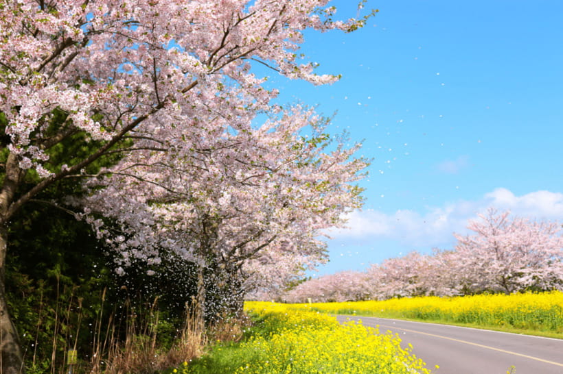 Jeju East: Cherry Blossom Early Bird Tour with Hotel Pickup - Seongeup Folk Village and the traditional side of Jeju