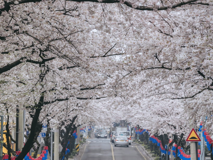 Jeju East: Cherry Blossom Early Bird Tour with Hotel Pickup - Lunch with room for local recommendations