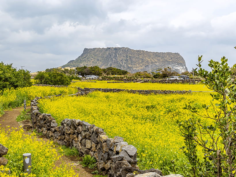 Jeju East: Cherry Blossom Early Bird Tour with Hotel Pickup - The return choice: hotel or Jeonnong Street at night