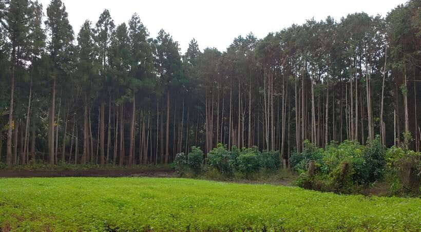 Jeju East: K-Drama Filming Spots Tour with Hotel Pickup - Secret Forest, also known as Andol-oreum