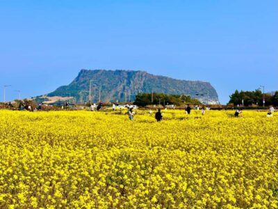 Jeju East: Small Group Healing Tour w/Woman Divers Show