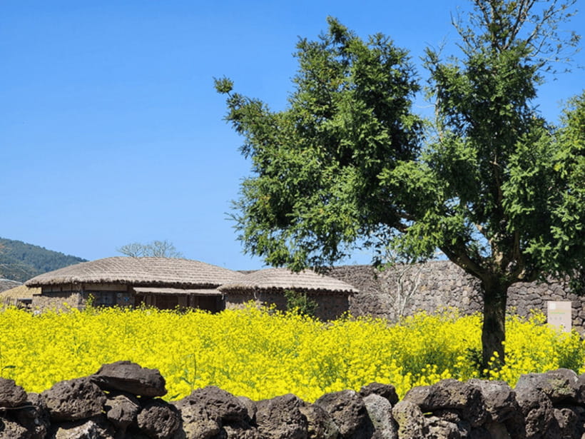 Jeju: Eastern Jeju UNESCO Spots Day Tour - Lunch at a local restaurant