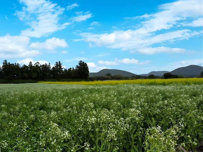 Jeju: K-Drama Spot When Life Gives You Tangerines Hotel Pick - Seongsan Ilchulbong gives the day its big view