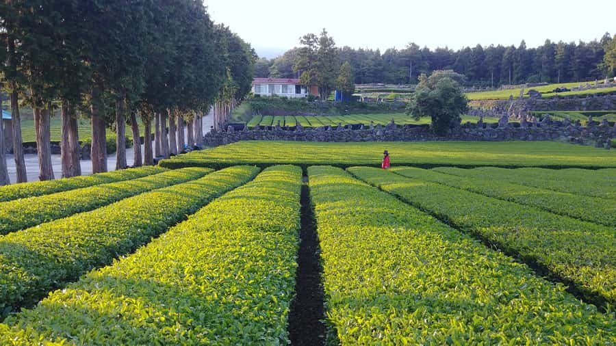 Jeju Premium Small Group UNESCO Day Tour - South - Why this route works for a one-day Jeju visit