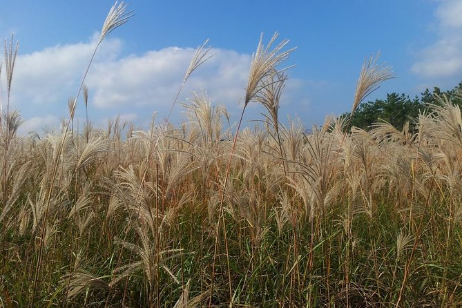Jeju Private Full day tour of UNESCO Day Tour - Sangumburi Crater and Jeju’s volcanic bowl