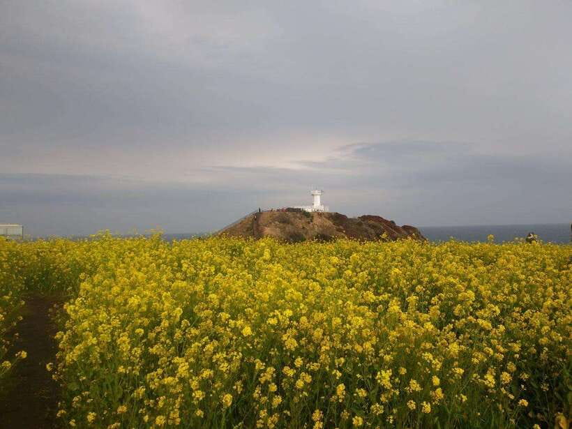 Jeju: Private Tour with an English Guide and a Vehicle - East Jeju: village life, Sunrise Peak, and haenyeo