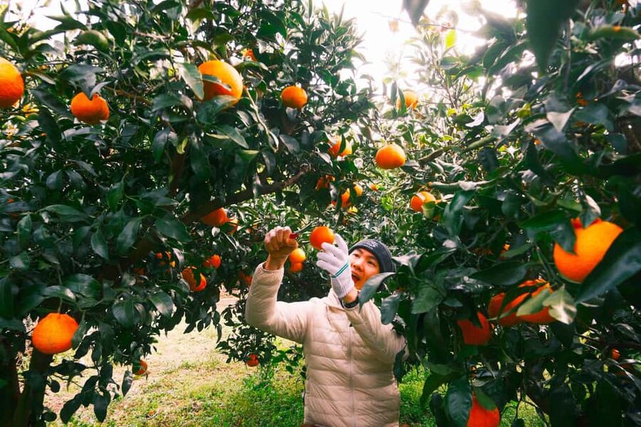 Jeju: Small Group Tour w/Pink Muhly & Tangerine Picking - Key points at a glance