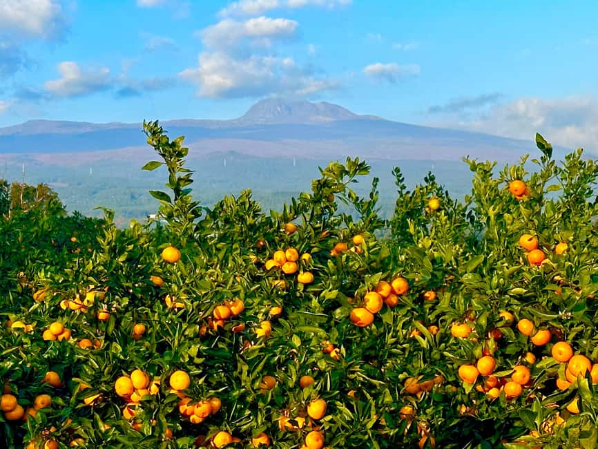 Jeju: Small Group Tour w/Pink Muhly & Tangerine Picking - Pink muhly and late camellias at Camellia Hill