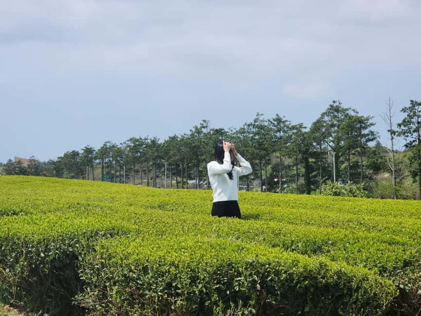 Jeju: Southern Top UNESCO Spots Bus Tour - O’sulloc Green Tea Museum and fields