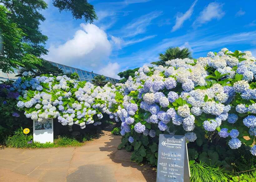 Jeju: Western & Southern Jeju Hydrangea Festival Tour - Hyeopjae Beach brings in the sea views