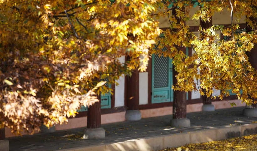 Jeonju Hanok Village Full-Day Tour:Jangtaesan Autumn Foliage - Who should book this day trip
