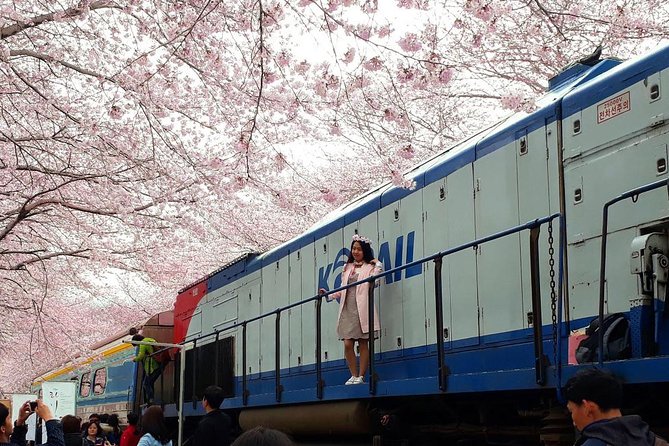 Jinhae Cherry Blossom + Busan Sunrise from Seoul - What this overnight Seoul to Jinhae trip is really like