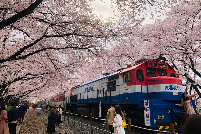 Jinhae Cherry Blossom + Busan Sunrise from Seoul - Sunrise at Haedong Yonggungsa Temple