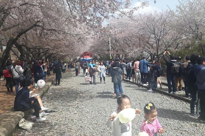 Jinhae Cherry Blossom + Busan Sunrise from Seoul - Yeojwacheon Stream, the first blossom stop