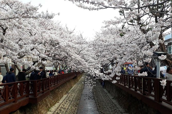 Jinhae Cherry Blossom + Busan Sunrise from Seoul - Gyeonghwa Station Cherry Blossom Road