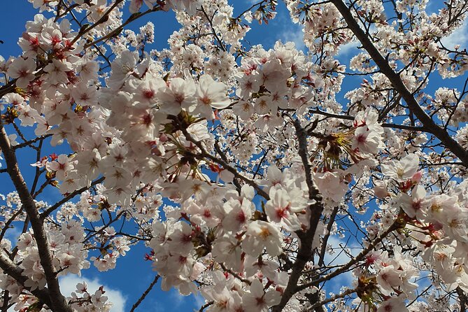 Jinhae Cherry Blossom Day trip from Busan - A Spring Adventure! - Why Jinhae makes a fine spring day from Busan