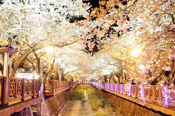 Jinhae Cherry Blossom Day trip from Busan - A Spring Adventure! - Who gets the most from the $46.75 price