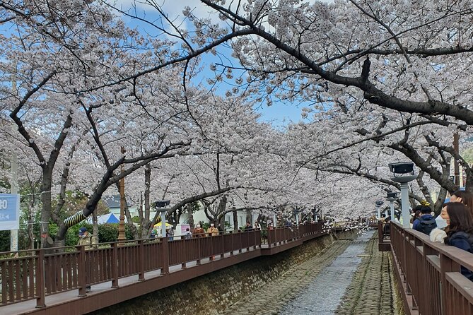 Jinhae Cherry Blossom Day trip from Busan - A Spring Adventure! - Yeojwacheon Stream and the Romance Bridge