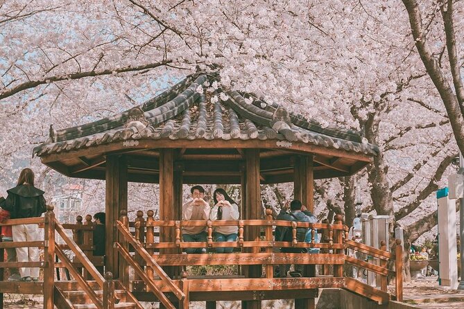 Jinhae Pink Cherry Blossom One Day Tour From Busan - Key points to know before booking
