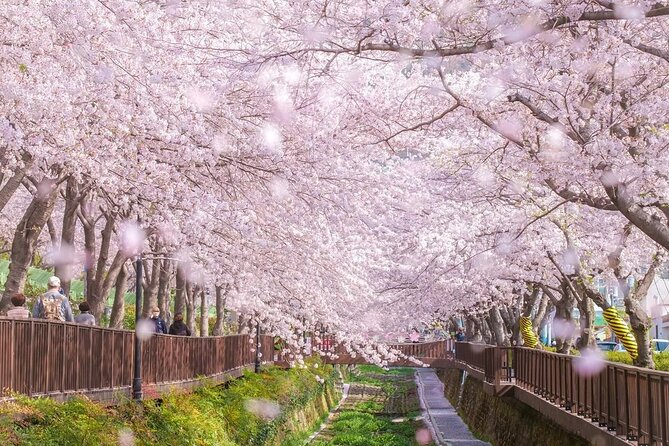 Jinhae Pink Cherry Blossom One Day Tour From Busan - Gyeonghwa Station: two hours beneath the cherry trees