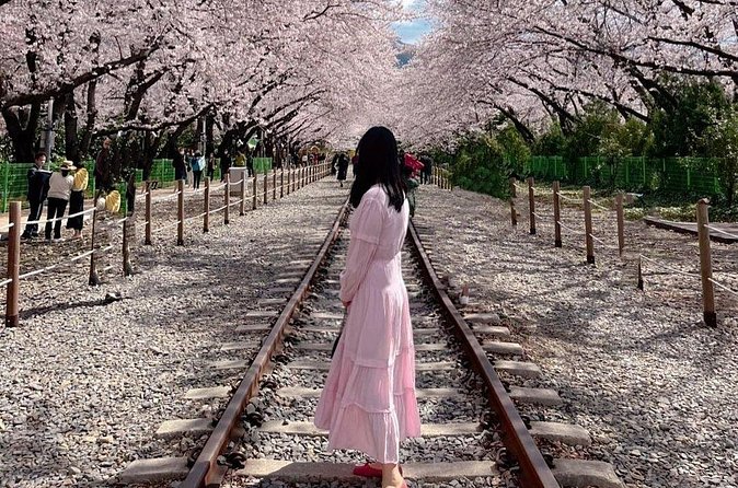 Jinhae Pink Cherry Blossom One Day Tour From Busan - The shuttle ride and the possible Seoul connection