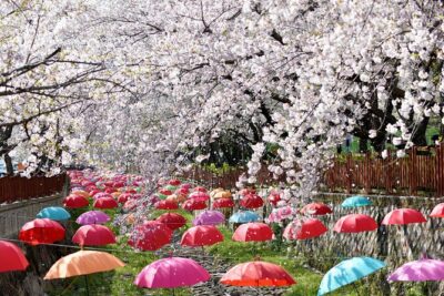 Jinhae Pink Cherry Blossom One Day Tour From Busan
