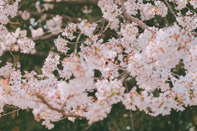 Jinhae Pink Cherry Blossom One Day Tour From Busan - What the $38.39 price really covers
